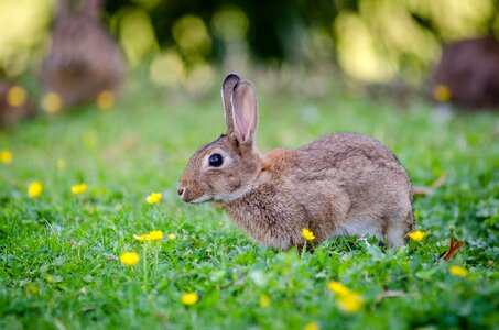 Close Up Photography of Brown Rabbit photo