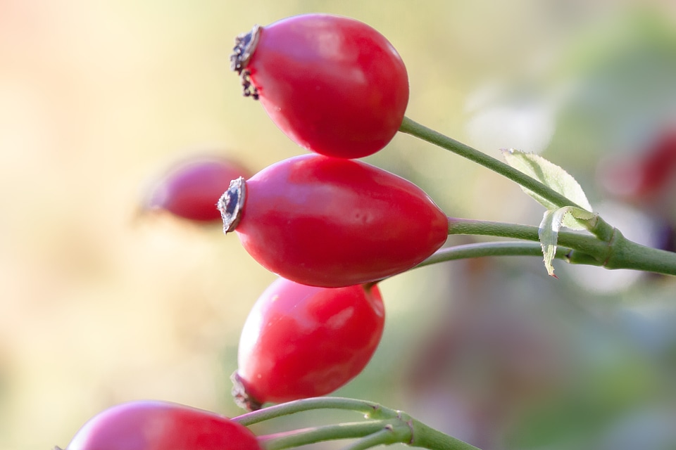 Red wild rose nature