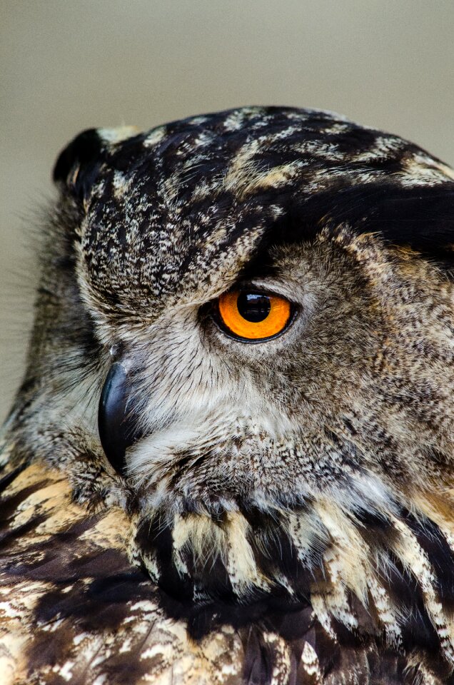 Free stock photo from Flickr