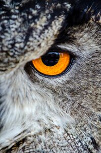 Gray Owl Showing Orange and Black Left Eye photo