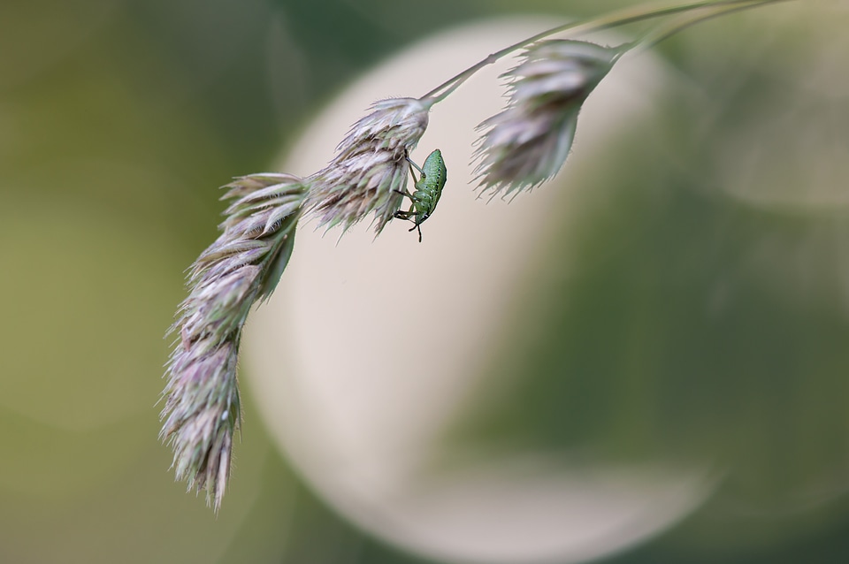 Insect nature bug