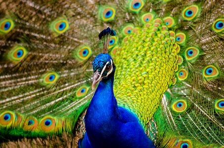 Close Up Photography of Peacock photo