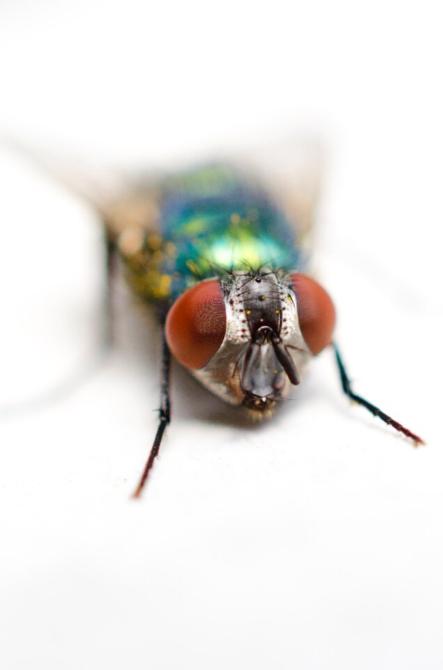 Free stock photo from Flickr