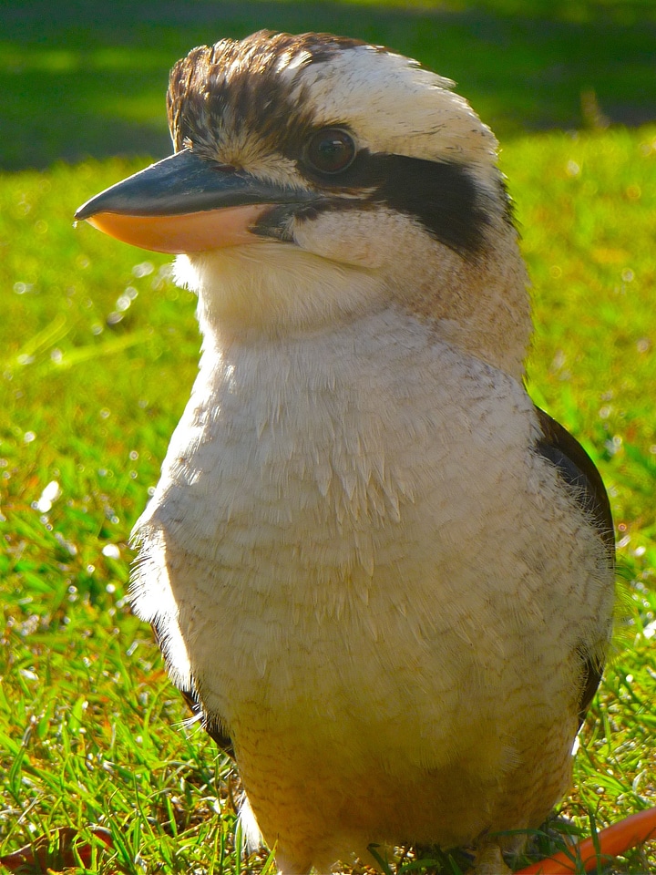 Wildlife australia beak photo