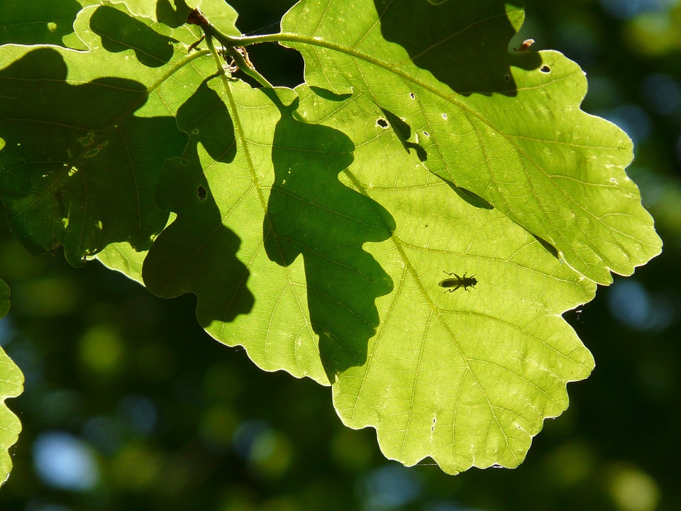 Leaves green shadow play