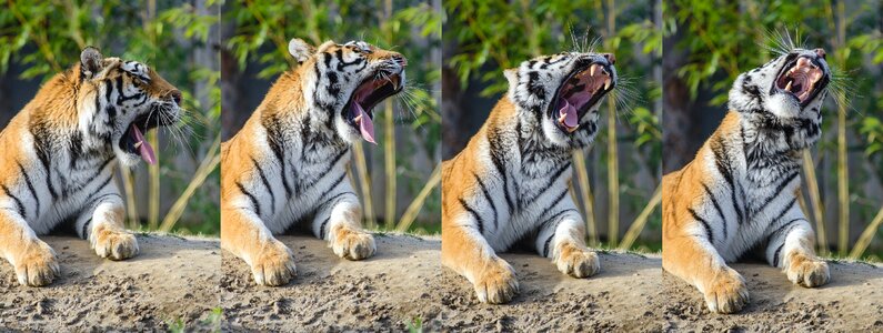 Tiger yawning