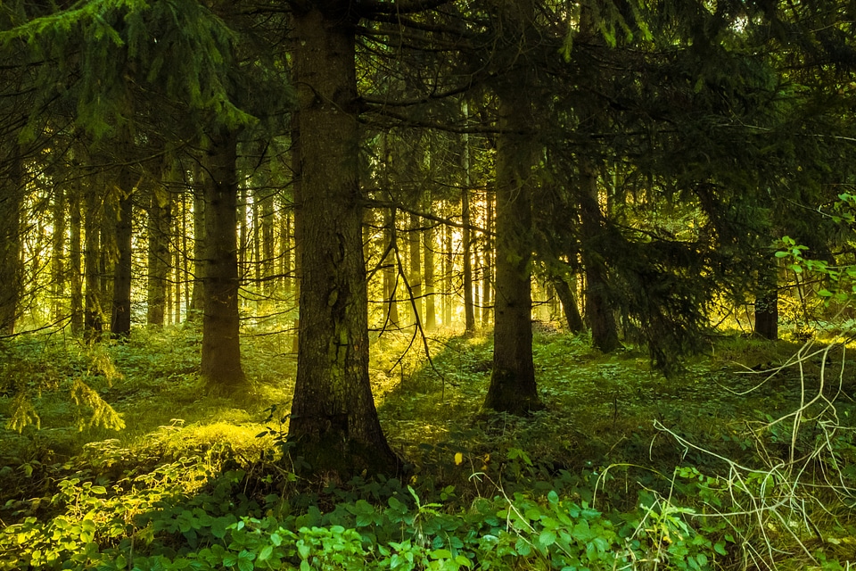 Sunrise nature landscape