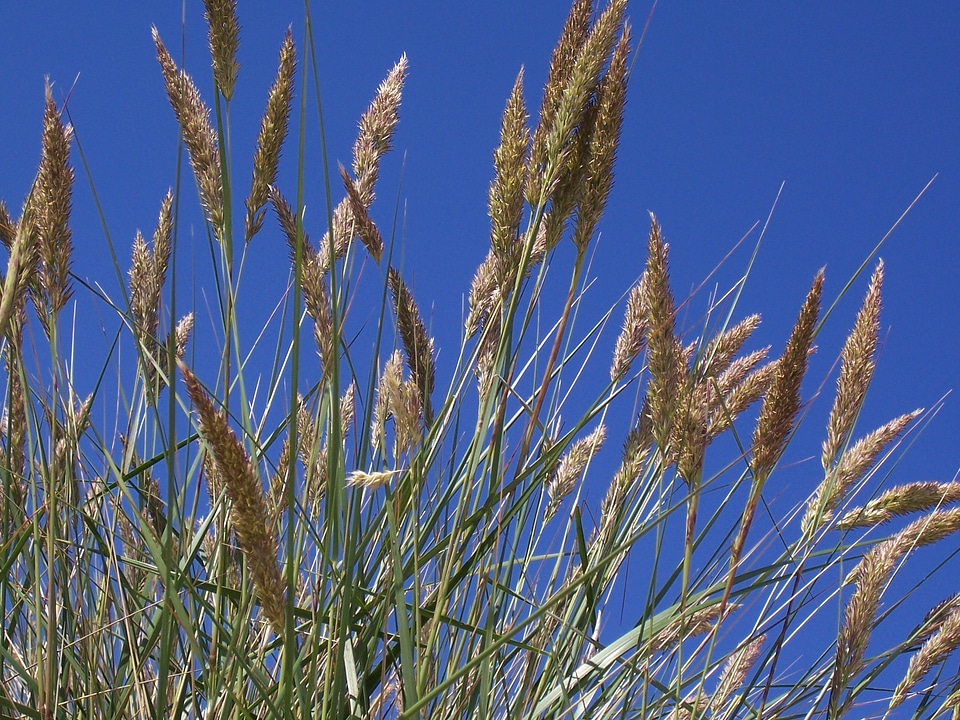 Plant nature meadow