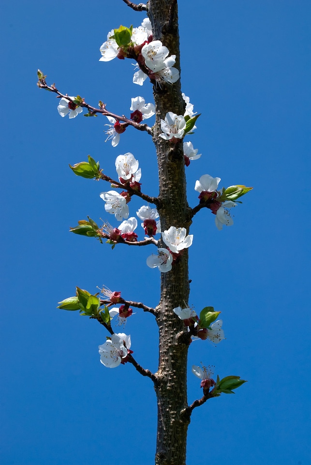 Branch apricot sky