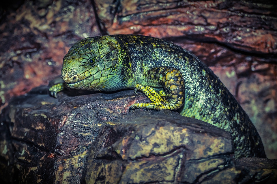 Green animal nature