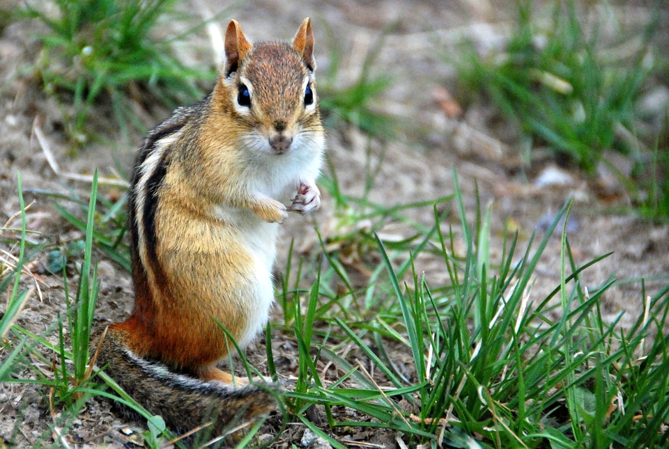 Wildlife mammal small