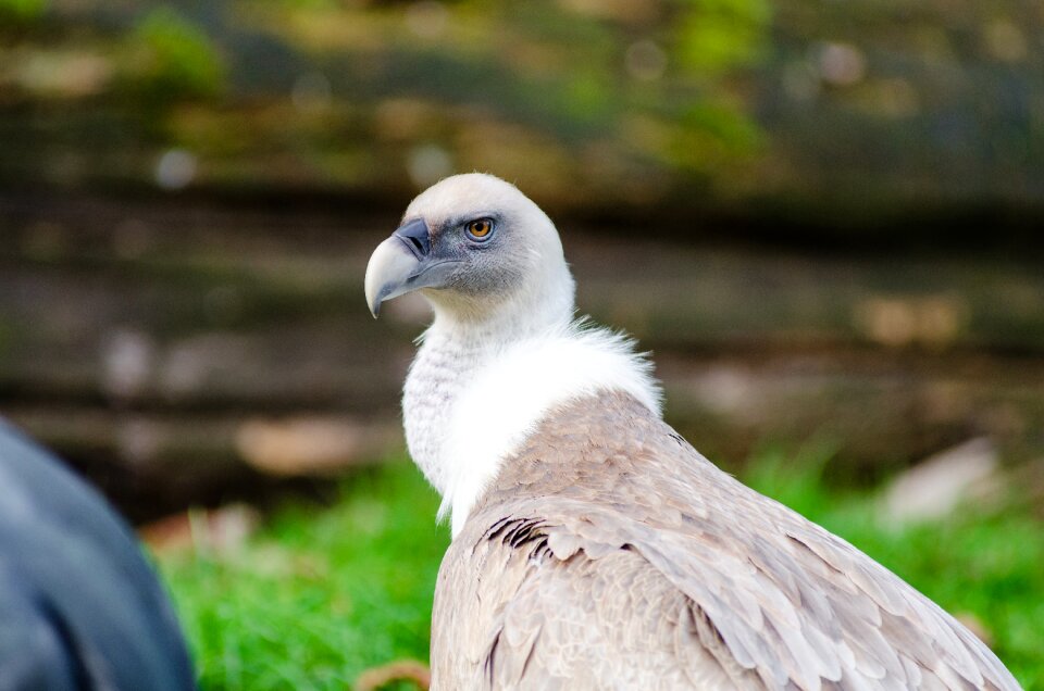 Free stock photo from Flickr