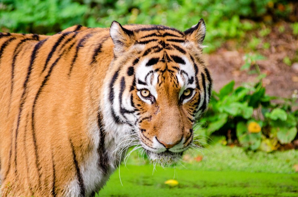 Tiger Looking at Camera