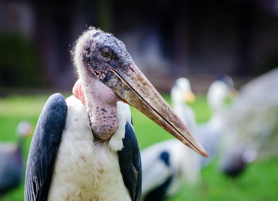 Free stock photo from Flickr
