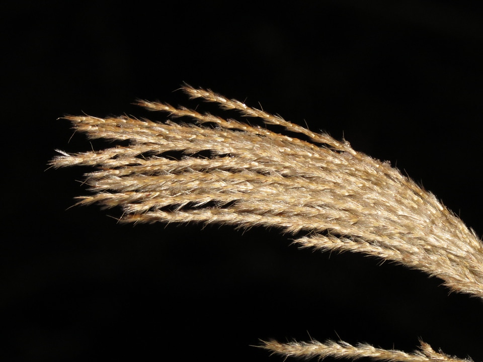 Poaceae silver spring bamboo grassedit this page