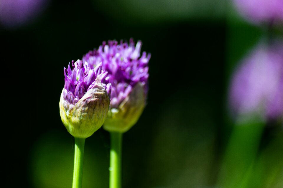 Free stock photo from Flickr