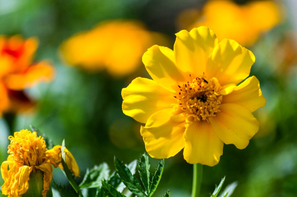 Free stock photo from Flickr