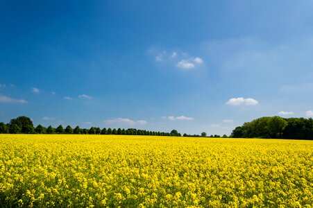 Yellow Petaled Flower on Ground during Daytime photo