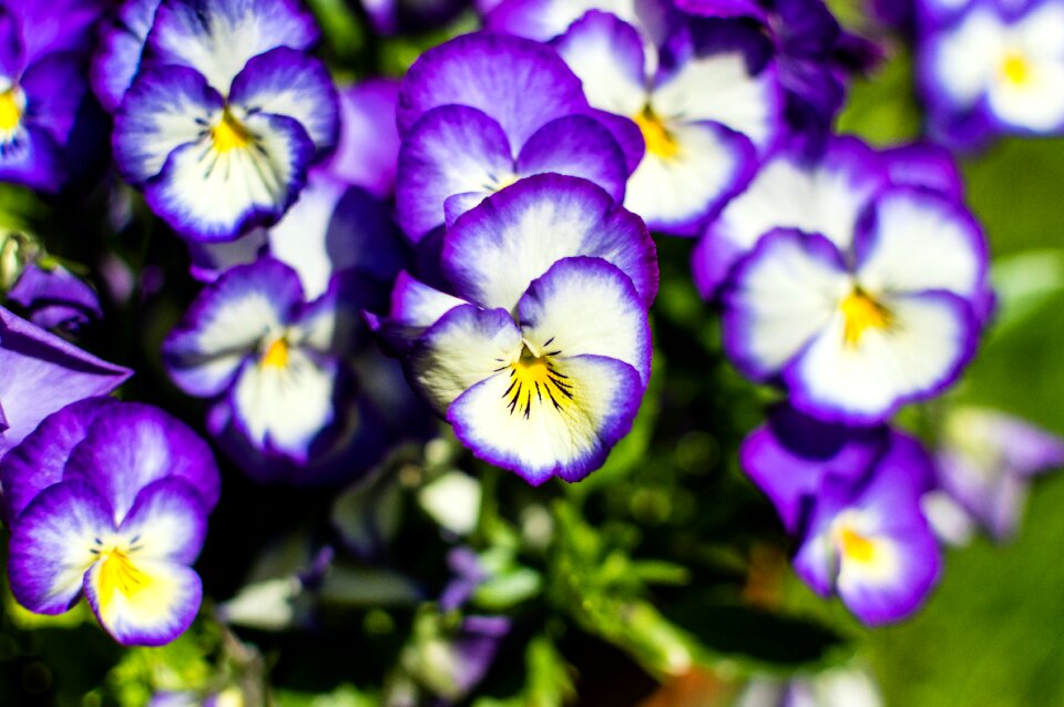 Free stock photo from Flickr