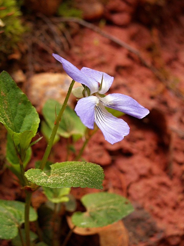 Violet forest macro flower