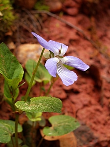Violet forest macro flower