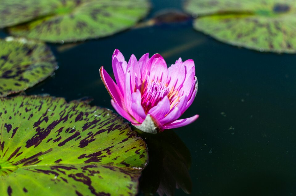 Free stock photo from Flickr