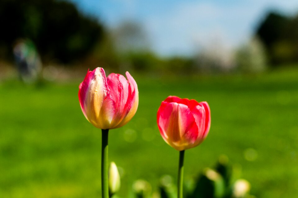 Free stock photo from Flickr