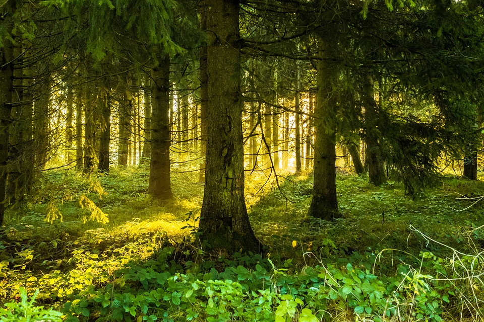 Sunrise nature landscape