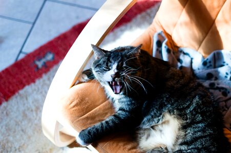 Free stock photo from Flickr