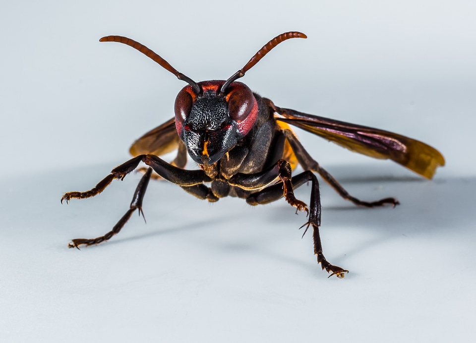 Wasp insect close up