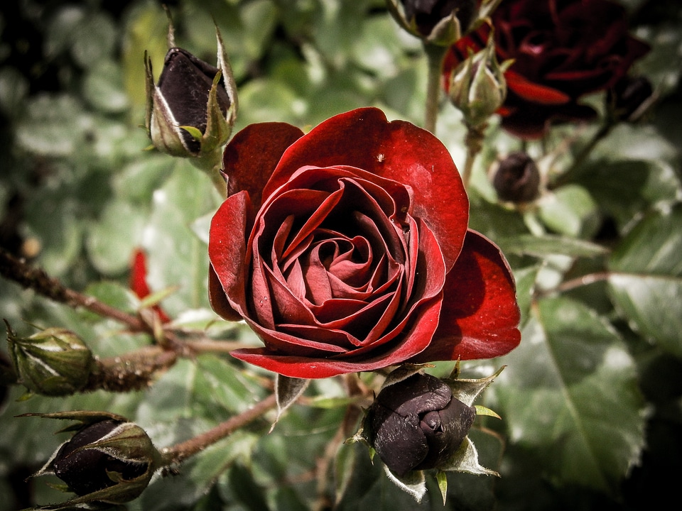 Floral garden bloom