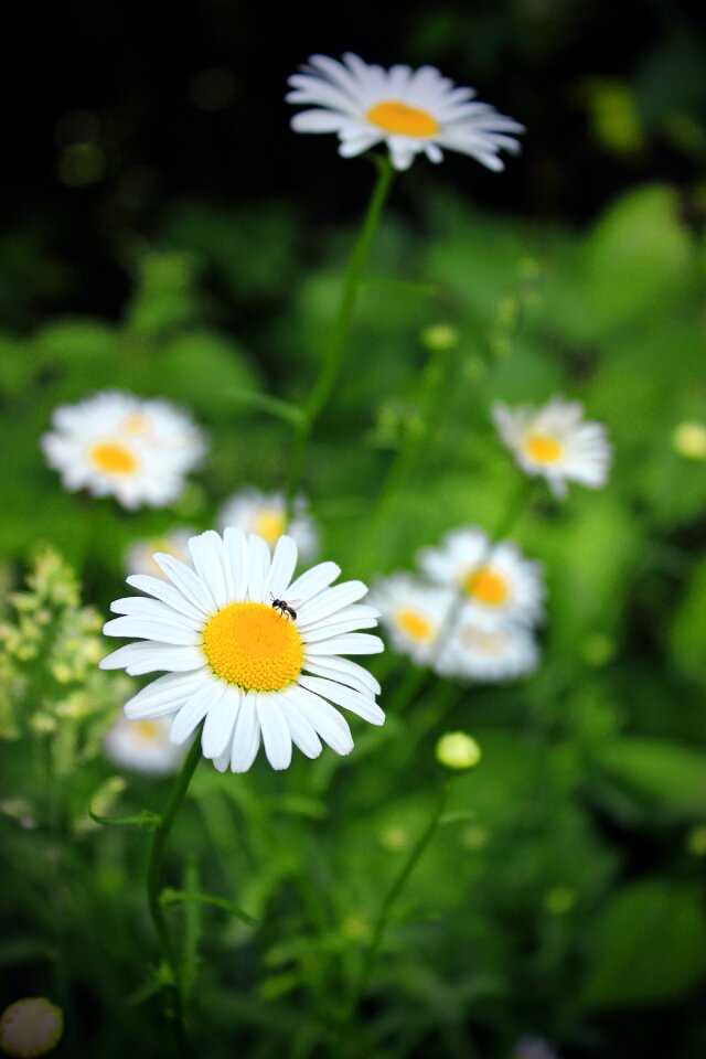 Free stock photo from Flickr