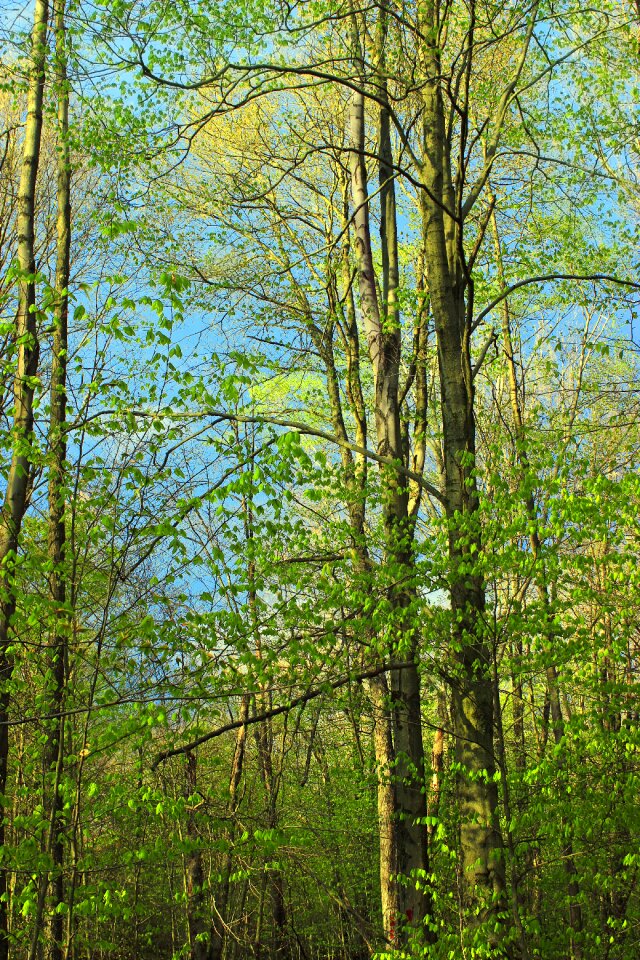 Free stock photo from Flickr