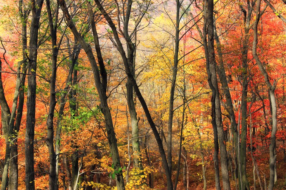 Close Up Photo of Yellow Orange and Green Leaf Trees photo