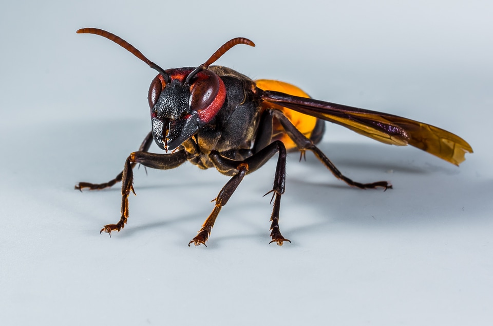 Wasp insect close up