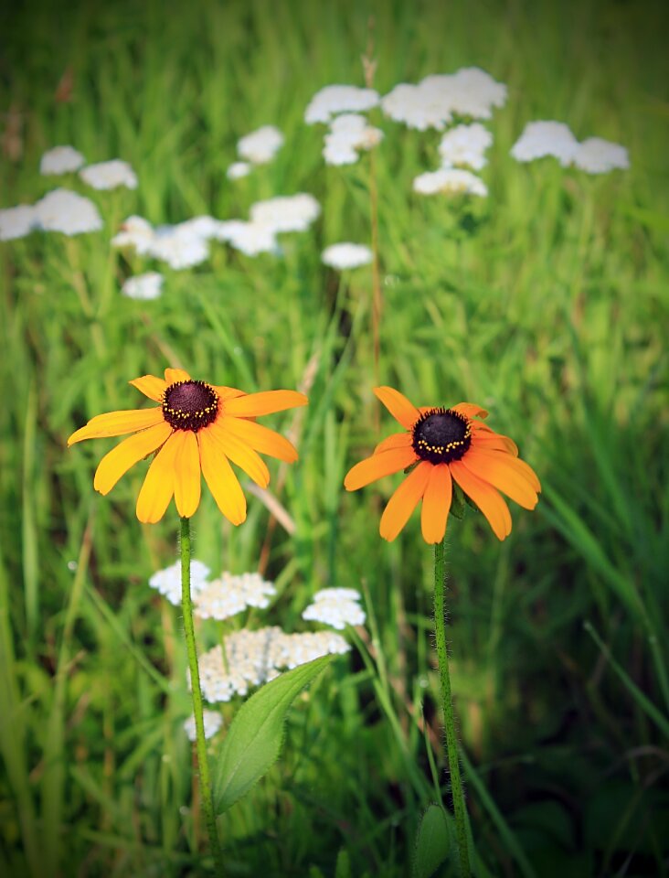 Free stock photo from Flickr
