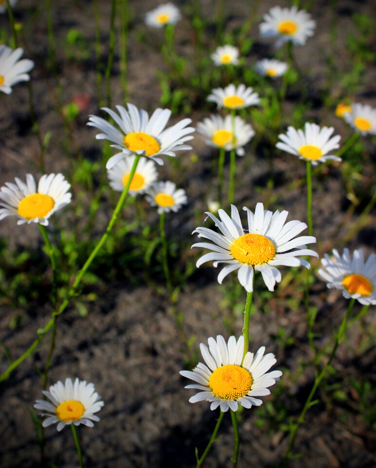 Free stock photo from Flickr