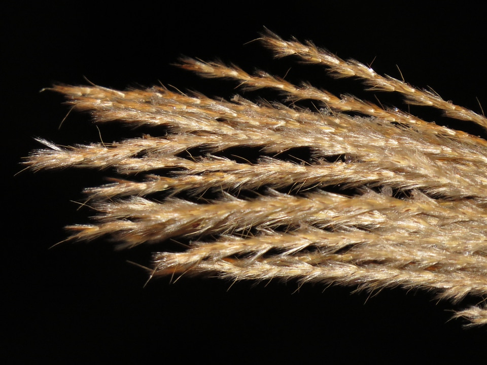 Poaceae silver spring bamboo grassedit this page