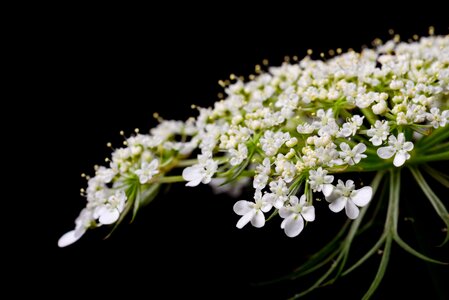White Petaled Flowers photo