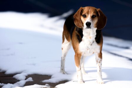 Tricolor Jack Russell Terrier Standing on Snow photo