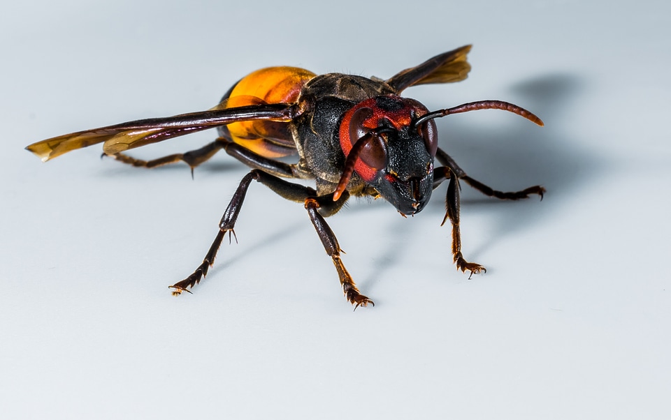 Wasp insect close up
