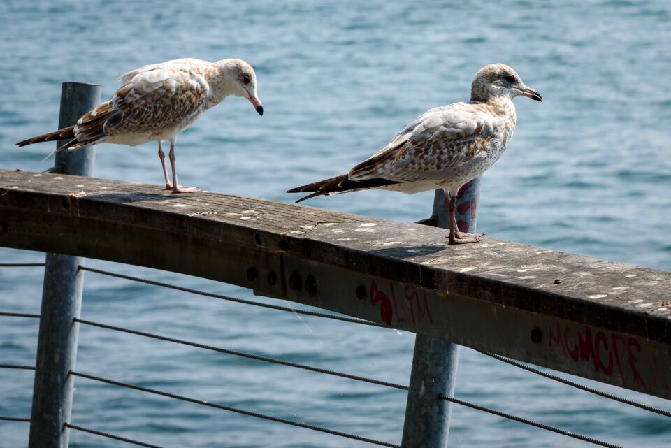 Free stock photo from Flickr