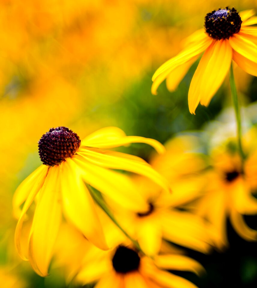 Free stock photo from Flickr