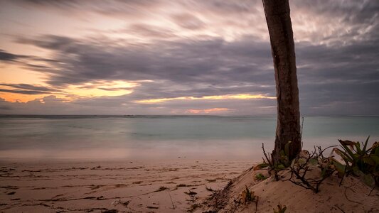 Tree on Sand Near Body of Water photo