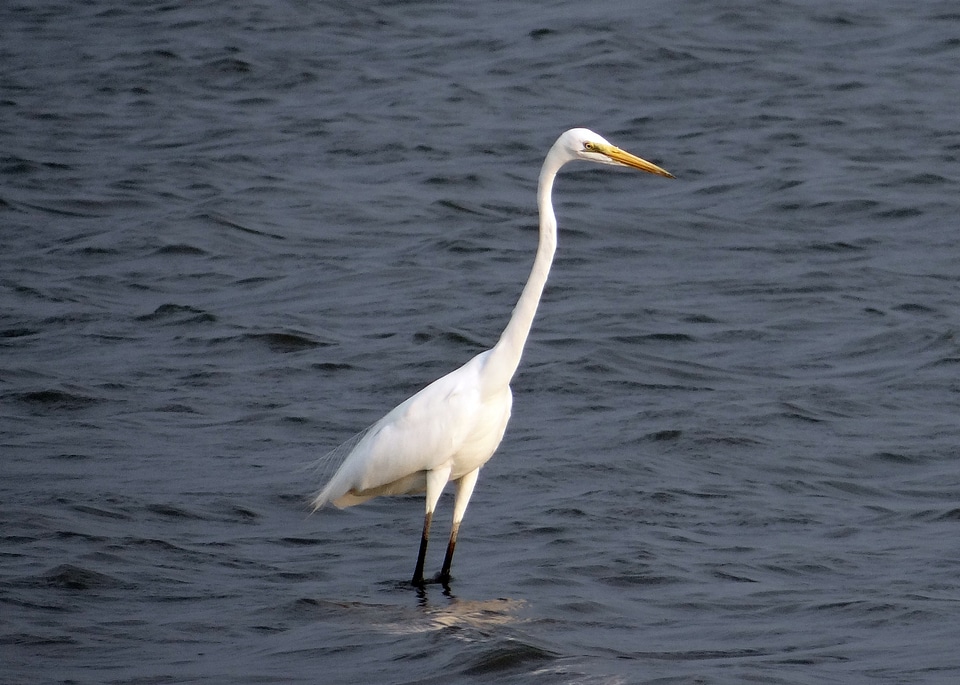Great white heron great white egret bird