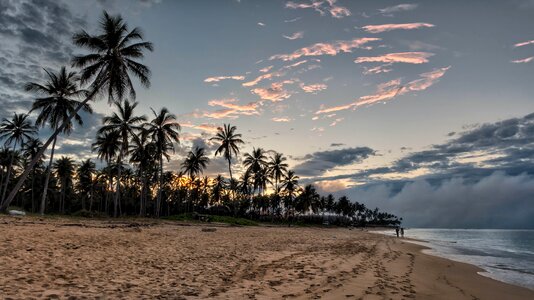 Palm Trees Beside Beach Shore during Sunset photo