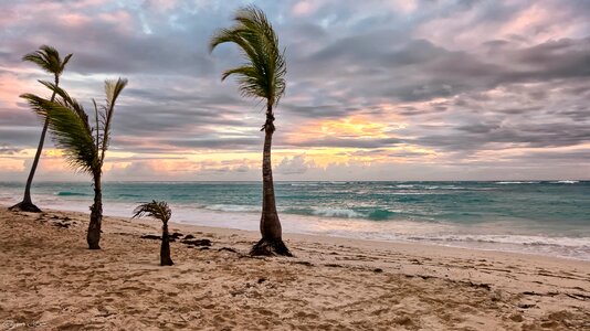 Sea Beside Green Palm Trees photo