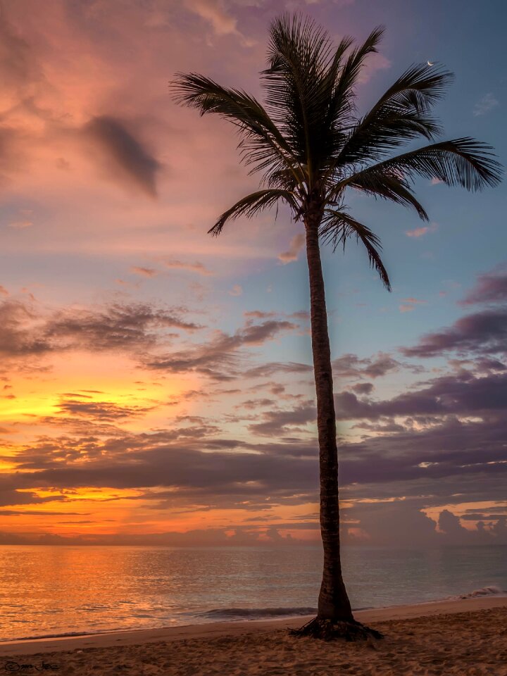 Palm Tree Beside the Sea Shore during Sunset photo