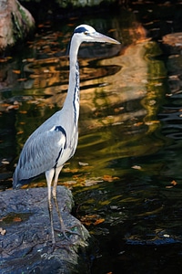 Head bird eastern
