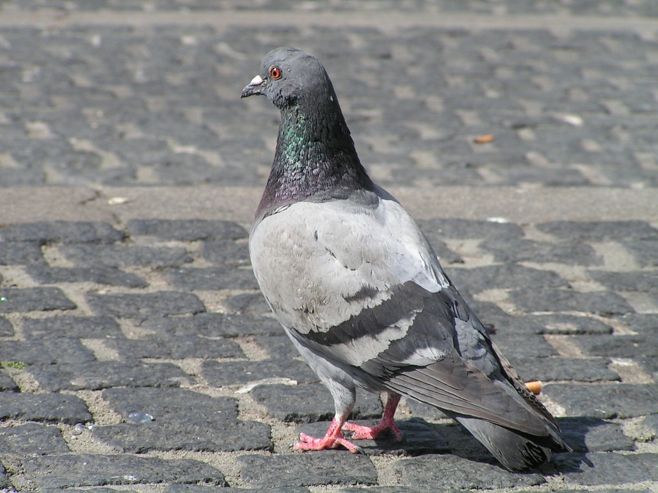 Animal wing bird photo